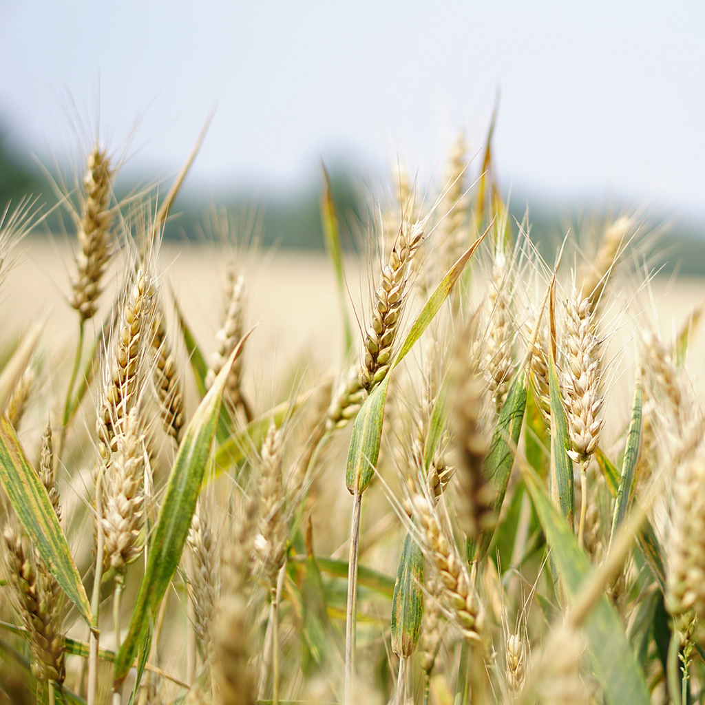 https://thecellocompany2.korulo.be/wp-content/uploads/2020/01/grain-alcohol-1.jpg